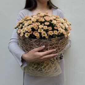 Миниатюра 5